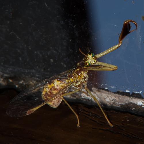Mantispa styriaca